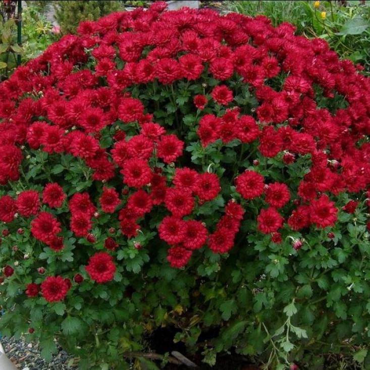 Хризантема Branroyal (Мультифлора/Бордовая) - Красота для вашего сада Хризантема Branroyal (Мультифлора/Бордовая) - Красота для вашего сада