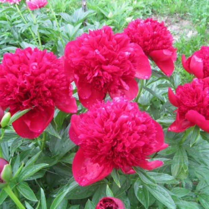 Пион Red Charm (Ред Чарм) - Красота в каждом цветке Пион Red Charm (Ред Чарм) - Красота в каждом цветке