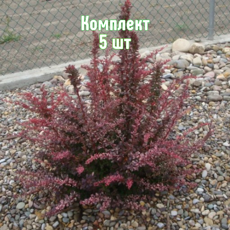 Комплект 5шт / Барбарис тунберга Коронита Комплект 5шт / Барбарис тунберга Коронита
